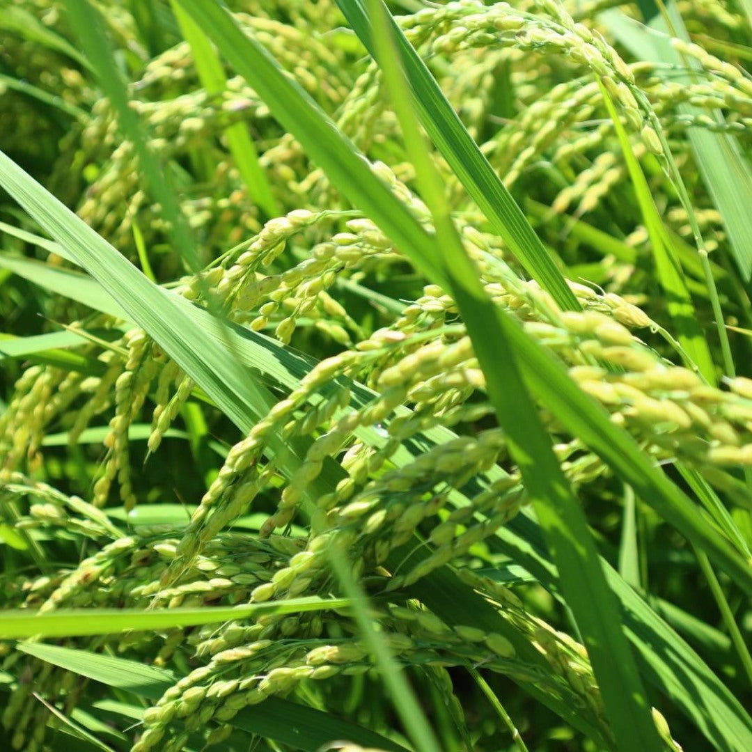 渡辺さん家の「新鮮すりたて米」。注文直後に農家が精米してお届け！【送料無料】