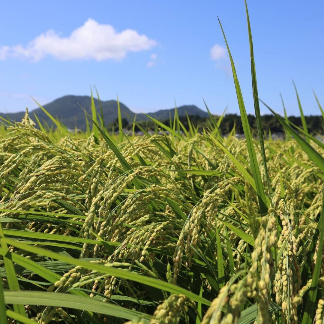渡辺さん家の「新鮮すりたて米」。注文直後に農家が精米してお届け！【送料無料】