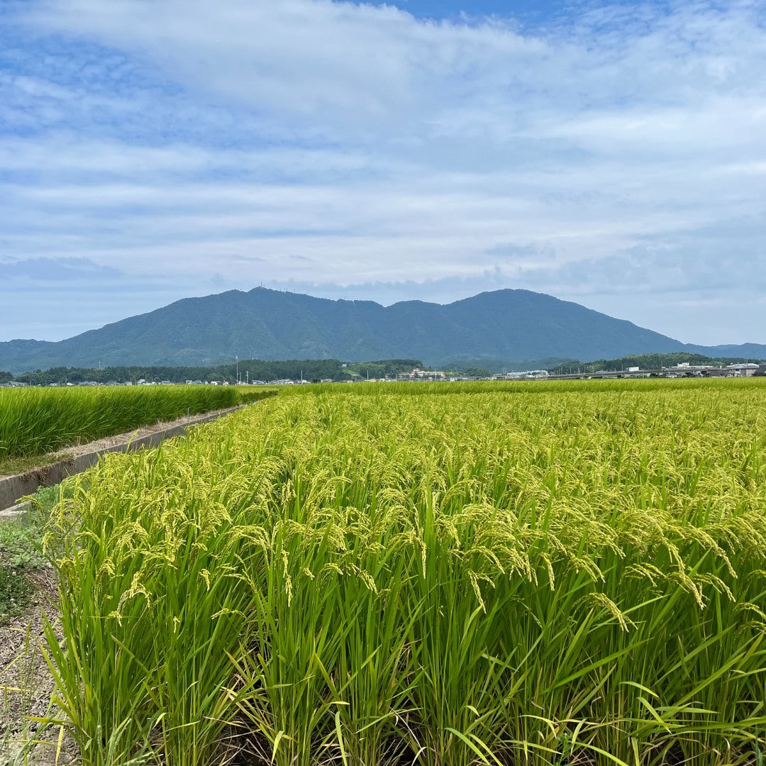 渡辺さん家の「新鮮すりたて米」。注文直後に農家が精米してお届け！【送料無料】